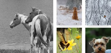 Warm Beauty of Animals Warm Beauty of Animals